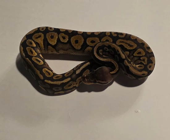 Pastel Black Head Mahogany 66% Het Hypo Ball Python by Coil & Claws Exotics