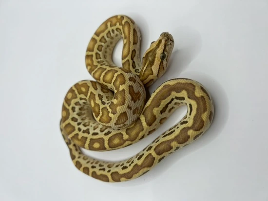 Hypo Burmese Python by BurmDonor Pythons