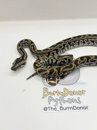 Labyrinth Burmese Python by BurmDonor Pythons