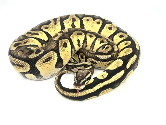 Pastel Vanilla Or Lucifer Ball Python by Bushveld Reptiles