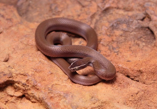 Patternless Snake Patternless (Bela Bela) (100%) House Snake by Bushveld Reptiles