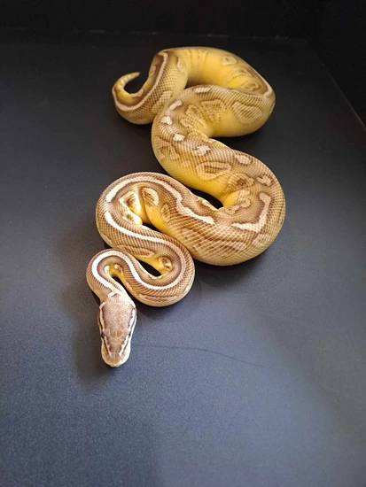 Lesser Trick Ball Python Hetari Lesser Pastel Trick Ball Python by Deefsballpythonbreeding