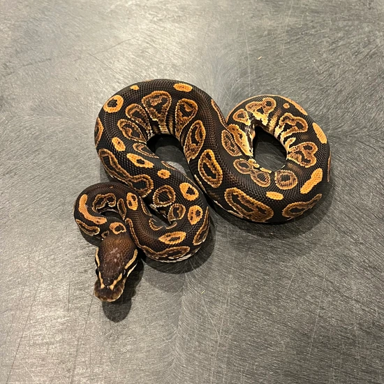 *Tested* Mandarin Black Pastel Het Hypo Ball Python by Butte Ball ...