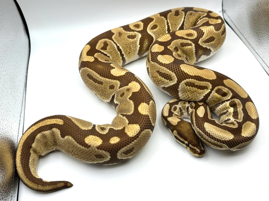 Monarch Ball Python by HR Reptiles