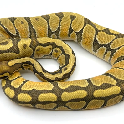 Enchi Hypo Ball Python - male for sale from HR Reptiles