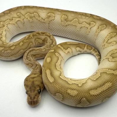Lesser Stranger Clown Poss Calico Ball Python - male for sale from HR Reptiles