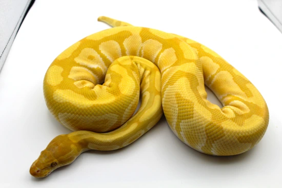 (Enchi) Rainbow Ball Python by HR Reptiles