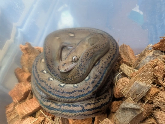 High % SD - Tiger Golden Child 100% Het Purple Snow Reticulated Python ...