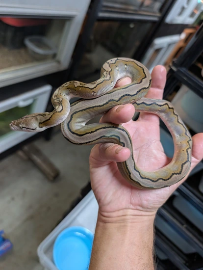 High % SD - Motley Het Purple Snow Female Reticulated Python by High ...