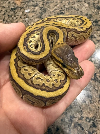 Mojave Pinstripe "Jigsaw" Female Ball Python by L&B Reptiles