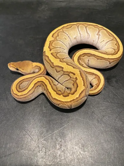 Cypress Pin Phantom/ Mojave Ball Python by Sweet Serpents Tampa