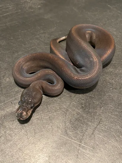Suma Pos Het Pied Ball Python by Sweet Serpents Tampa