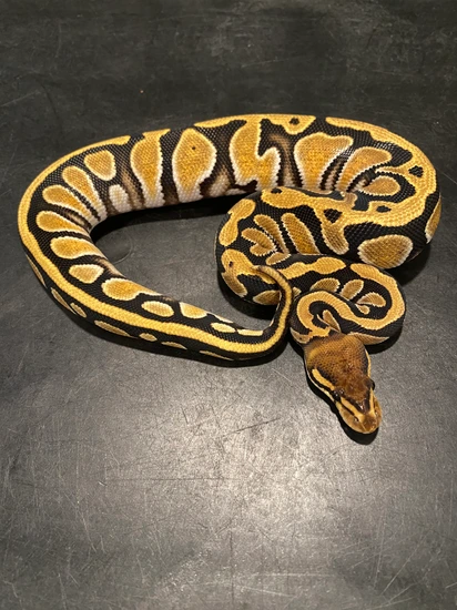 Cypress Orange Dream Ball Python by Sweet Serpents Tampa