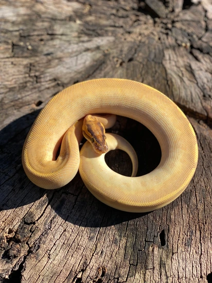 Orange Dream Highway (Pos SOD) Ball Python by Sweet Serpents Tampa