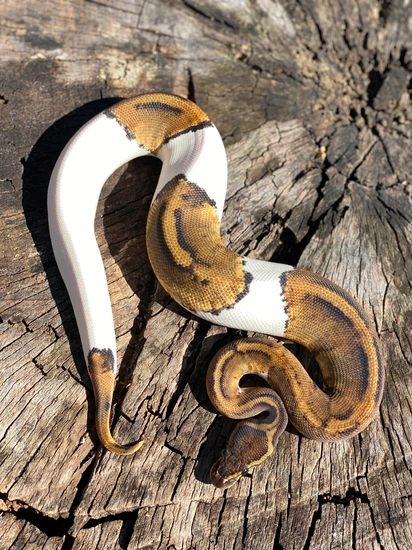 Mahogany Pied Ball Python by Sweet Serpents Tampa
