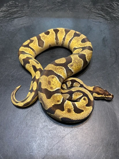 Orange Dream Enchi Het Desert Ghost 66% Pos Het Clown Ball Python by ...
