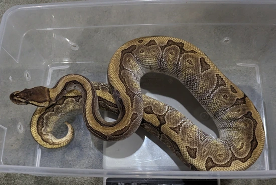 King Pin Python Kingpin Ball Python by C&C Ball Pythons