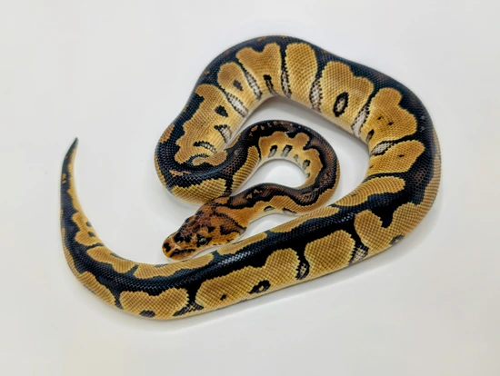 Blade Clown 100% Het Sunset Ball Python by Silver Scale Exotics