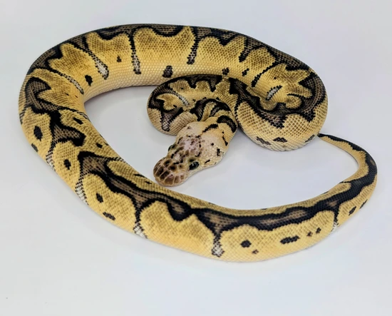 Pastel Blade Clown Het Sunset Ball Python by Silver Scale Exotics