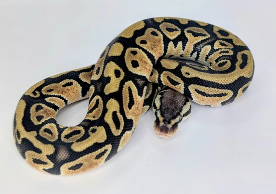 Pastel Het Clown Het Sunset Ball Python by Silver Scale Exotics