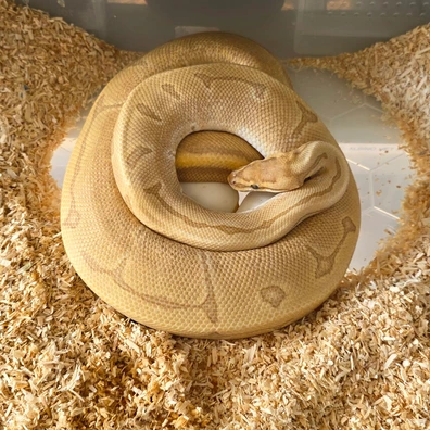 Enchi Pinstripe Ultramel Ball Python - female for sale from Cabellamackballpythons