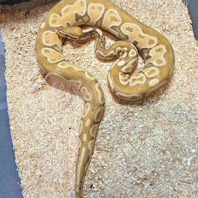 Banana Special Het Pied