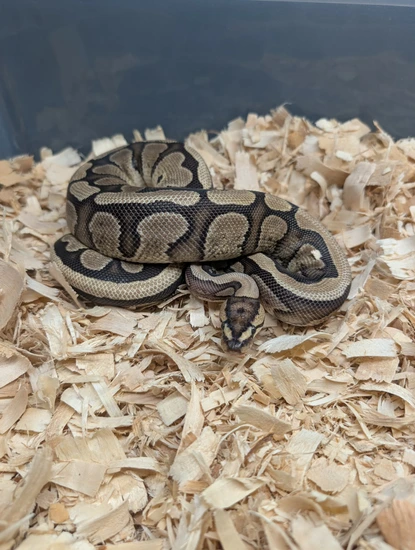 Fire Red Stripe Ball Python by CAJHerps