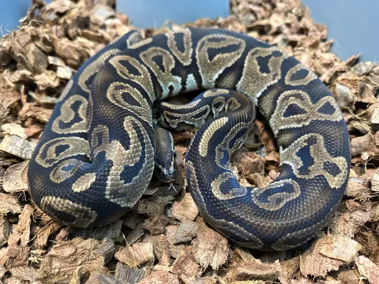 Trick Het Red Axanthic Ball Python by Sloan Morphs