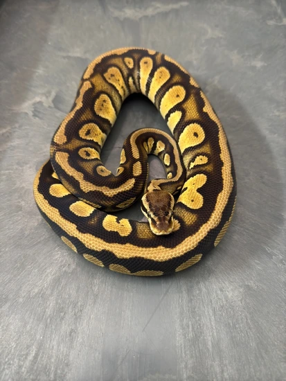 Pastel Stranger Ball Python by Sloan Morphs