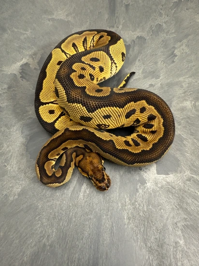 Clown Ball Python by Sloan Morphs
