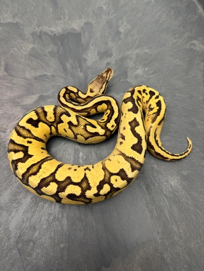 Pastel YB Sugar Ball Python by Sloan Morphs