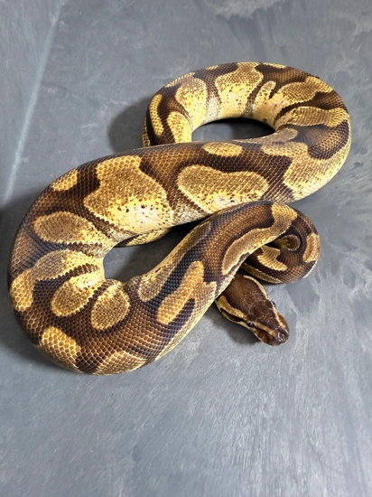 Enchi 100%het Pied 50%het Candy Ball Python by Sloan Morphs