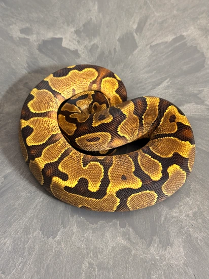 YB Enchi Het Candy Ball Python by Sloan Morphs
