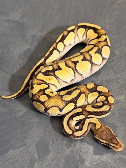 Pastel OD Mojave Het Puzzle Ball Python by Sloan Morphs