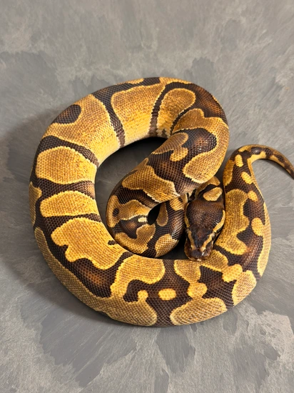 Enchi Het Candy Ball Python by Sloan Morphs