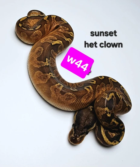 Sunset - 100% Het Clown Ball Python by Hutches Clutches