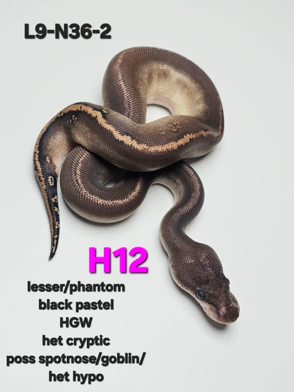Goblin Ball Python Morph Lesser/Phantom - Black Pastel - HGW - Het Cryptic (Poss SN - Goblin ...