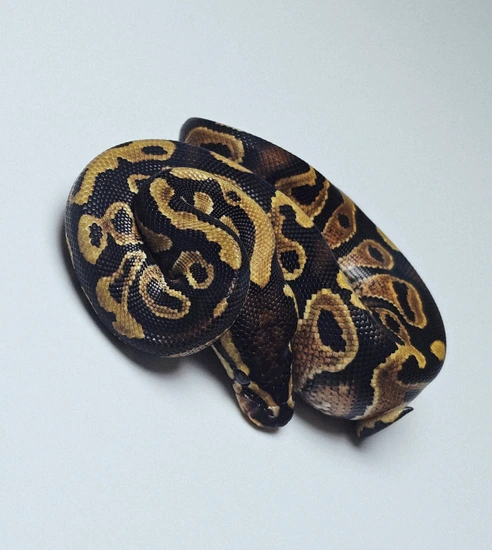 Het Sunset - Het Desert Ghost Ball Python by Hutches Clutches