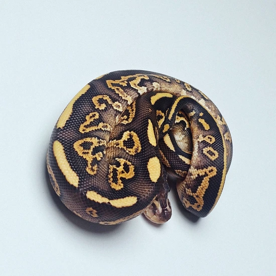 Goblin Ball Python Morph Black Pastel - Phantom - Goblin - Het Clown Ball Python by Hutches Clutches