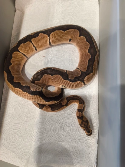 Super Blade Clown Ball Python by RC Family Exotics