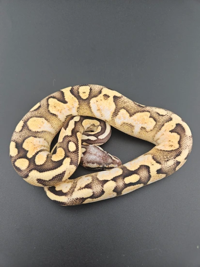 (D1) Superfly Sugar Ball Python by RC Family Exotics