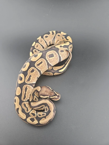 Normal Ball Python Green Background (G2) Normal Ball Python by RC Family Exotics