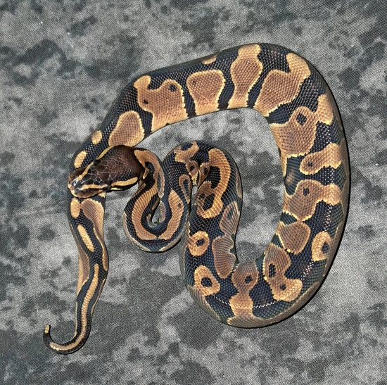 2025 Normal Ball Python by CalmByNatureReptiles