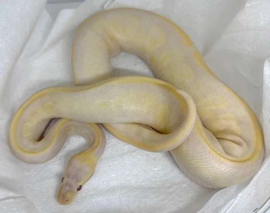 GHI Mystic Lavender Ball Python by Bad Apple Snakes