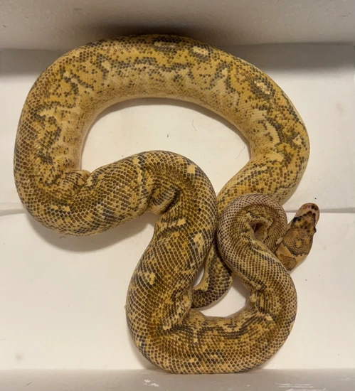 Freeway Clown Ball Python by Bad Apple Snakes