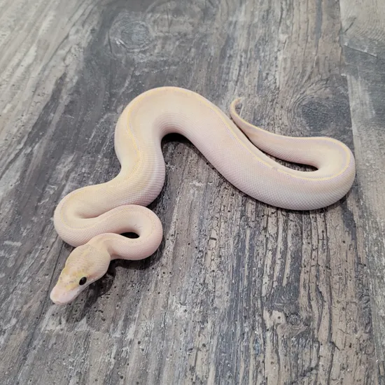 Ivory Poss Het Hypo Ball Python by Canadian Regius