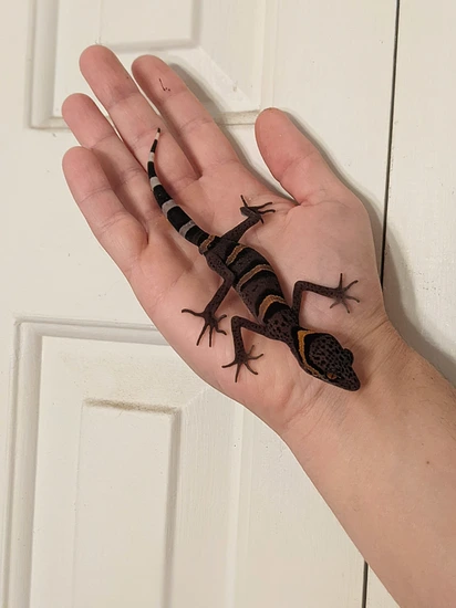 Snake Holdbacks Holdback Goniurosaurus Luii Cave Gecko by Jake's Wild Snakes