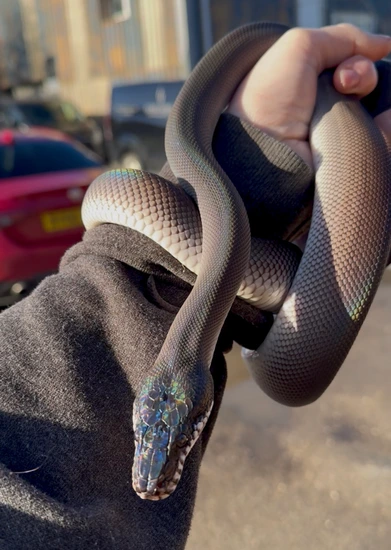 1.1 Southern White Lipped Pythons. White-Lipped Python by C&T Exotics