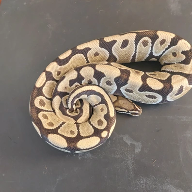 Dg Female (Proven Breeder) Ball Python - female for sale from Candymania Reptiles