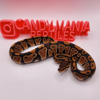 Kiki Project Ball Python - female for sale from Candymania Reptiles